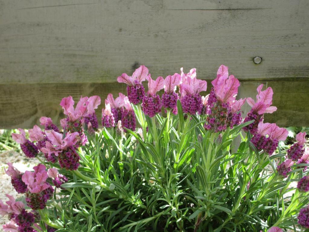 Un Figuier Dans Notre Jardin Beaune-la-Rolande Quarto foto