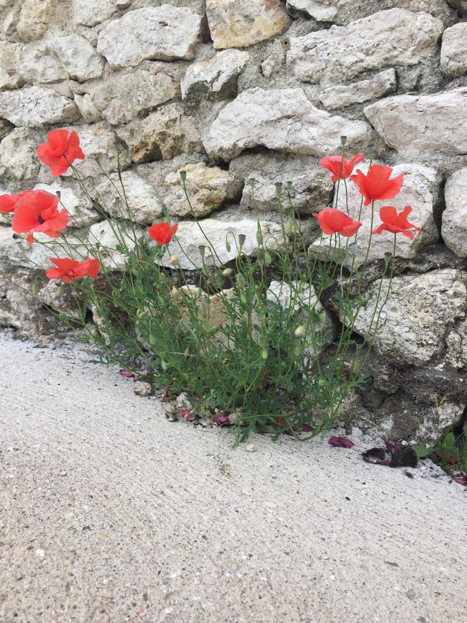 Un Figuier Dans Notre Jardin Beaune-la-Rolande Quarto foto