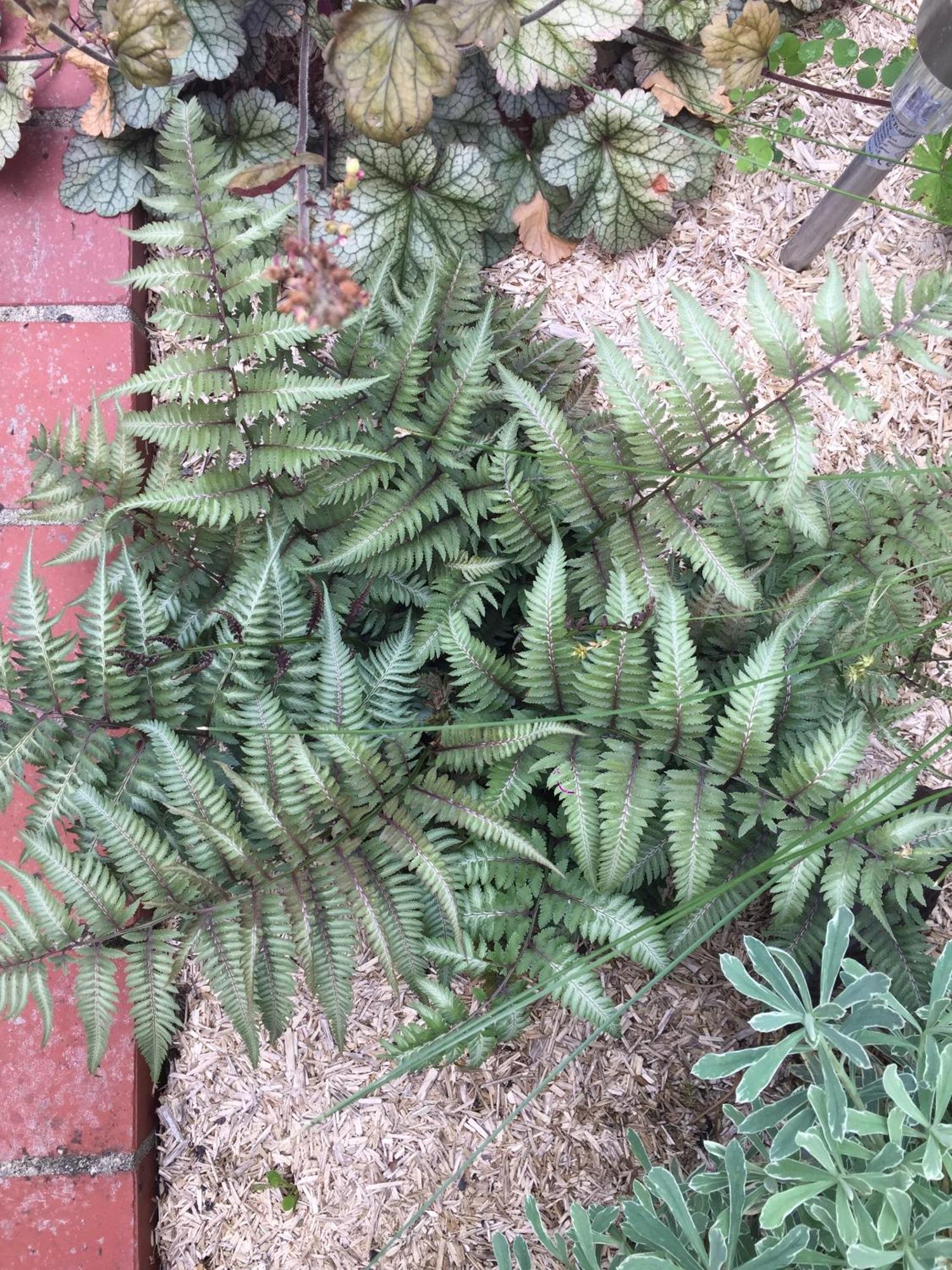 Un Figuier Dans Notre Jardin Beaune-la-Rolande Exterior foto