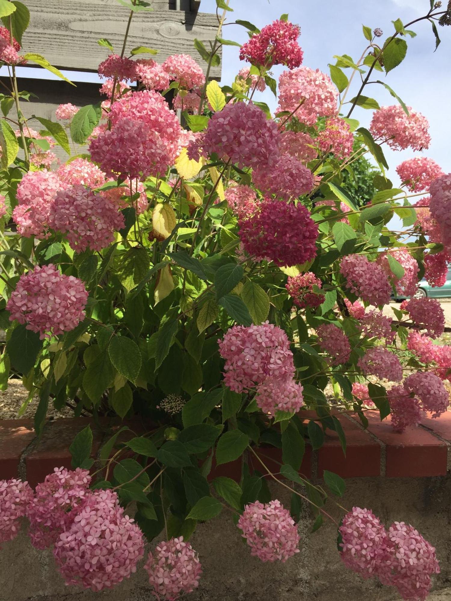 Un Figuier Dans Notre Jardin Beaune-la-Rolande Quarto foto